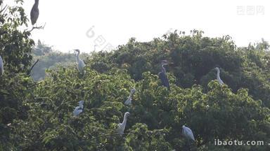 生态环境白鹭栖息光影空镜